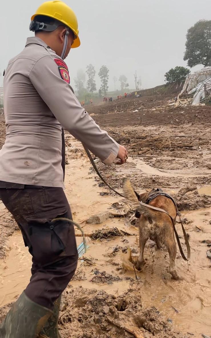 K9 Ditsamapta Polda Jabar Diterjunkan Cari Korban Longsor di Desa Pasirlangu IMG-20260128-WA0065.jpg